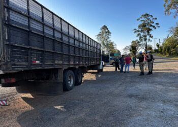 Transporte irregular de 69 bovinos é interrompido por falta de documentação obrigatória em rodovia do Sul de Minas