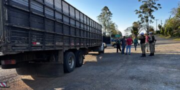 Transporte irregular de 69 bovinos é interrompido por falta de documentação obrigatória em rodovia do Sul de Minas
