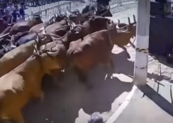 VÍDEO | Boiada se assusta e provoca correria antes de desfile tradicional de carros de boi