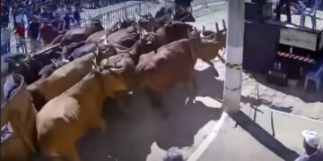 VÍDEO | Boiada se assusta e provoca correria antes de desfile tradicional de carros de boi
