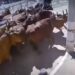 VÍDEO | Boiada se assusta e provoca correria antes de desfile tradicional de carros de boi
