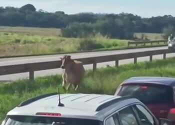 Boi invade a Fernão Dias e provoca lentidão no trânsito em Pouso Alegre