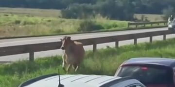 Boi invade a Fernão Dias e provoca lentidão no trânsito em Pouso Alegre
