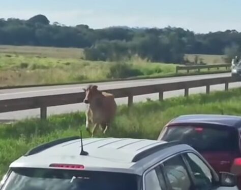 Boi invade a Fernão Dias e provoca lentidão no trânsito em Pouso Alegre