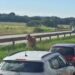 Boi invade a Fernão Dias e provoca lentidão no trânsito em Pouso Alegre