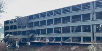 Motorista morre após carreta com 75 cabeças de gado tombar na MGC-491, entre Elói Mendes e Paraguaçu