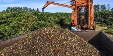 Guaxupé é a segunda maior exportadora de café do Brasil e reforça protagonismo do Sul de Minas no mercado internacional