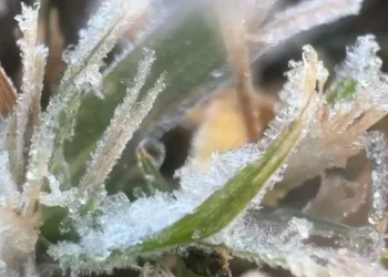 Frio intenso provoca primeira geada do inverno em Poços de Caldas