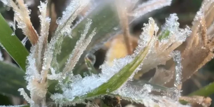 Frio intenso provoca primeira geada do inverno em Poços de Caldas