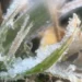 Frio intenso provoca primeira geada do inverno em Poços de Caldas