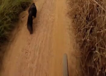 VÍDEO | Tamanduá-bandeira é flagrado durante trilha em Guapé, no Sul de Minas