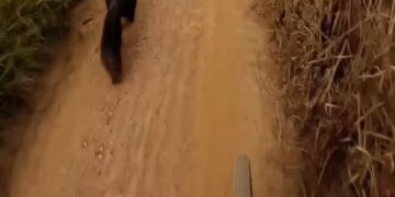 VÍDEO | Tamanduá-bandeira é flagrado durante trilha em Guapé, no Sul de Minas