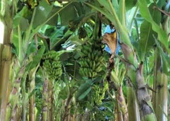 Produção de frutas avança na Zona da Mata 