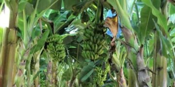 Produção de frutas avança na Zona da Mata 