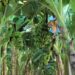 Produção de frutas avança na Zona da Mata