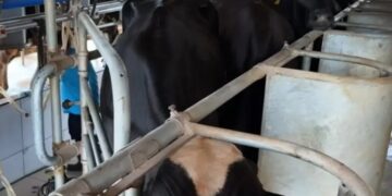 Potência leiteira enfrenta saída de produtores