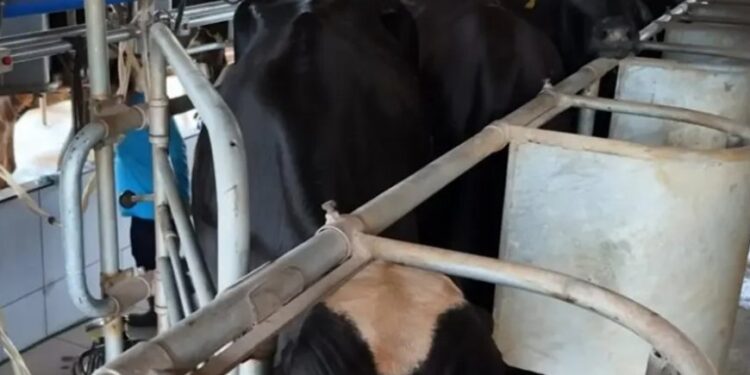 Potência leiteira enfrenta saída de produtores