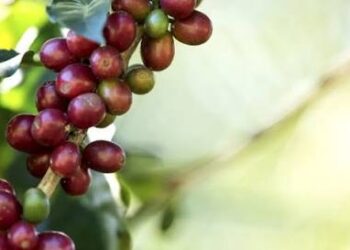 Acordo firmado pelo MPMG prevê ressarcimento de R$ 47 milhões a cafeicultores prejudicados pela Cocapil