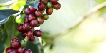 Acordo firmado pelo MPMG prevê ressarcimento de R$ 47 milhões a cafeicultores prejudicados pela Cocapil