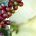 Acordo firmado pelo MPMG prevê ressarcimento de R$ 47 milhões a cafeicultores prejudicados pela Cocapil