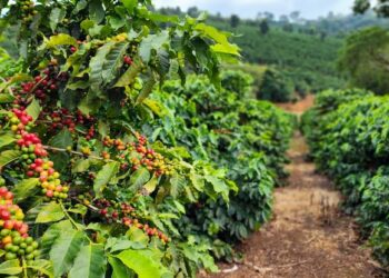 Chuva atrasa colheita do café em regiões do Sul de Minas e pode impactar qualidade da safra