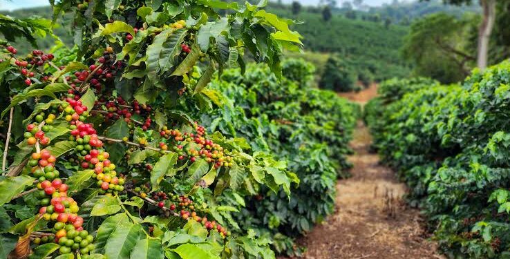 Chuva atrasa colheita do café em regiões do Sul de Minas e pode impactar qualidade da safra
