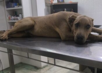 VÍDEO: Cachorro atropelado e arrastado por motorista em Passos passa por duas cirurgias; condutor foi preso em flagrante