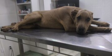 VÍDEO: Cachorro atropelado e arrastado por motorista em Passos passa por duas cirurgias; condutor foi preso em flagrante