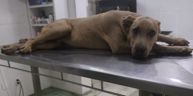 VÍDEO: Cachorro atropelado e arrastado por motorista em Passos passa por duas cirurgias; condutor foi preso em flagrante