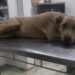 VÍDEO: Cachorro atropelado e arrastado por motorista em Passos passa por duas cirurgias; condutor foi preso em flagrante
