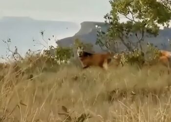 VÍDEO | Lobo-guará é flagrado próximo a ponto turístico na Serra da Volta Grande, em Guapé