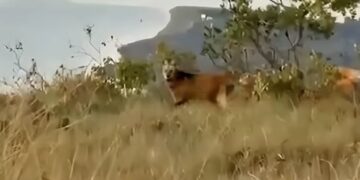 VÍDEO | Lobo-guará é flagrado próximo a ponto turístico na Serra da Volta Grande, em Guapé