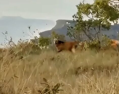 VÍDEO | Lobo-guará é flagrado próximo a ponto turístico na Serra da Volta Grande, em Guapé