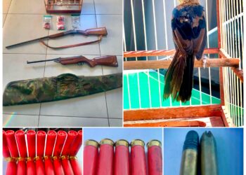 Operação da PM de Meio Ambiente apreende armas e resgata ave silvestre em Campos Gerais