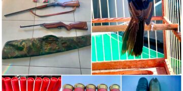 Operação da PM de Meio Ambiente apreende armas e resgata ave silvestre em Campos Gerais