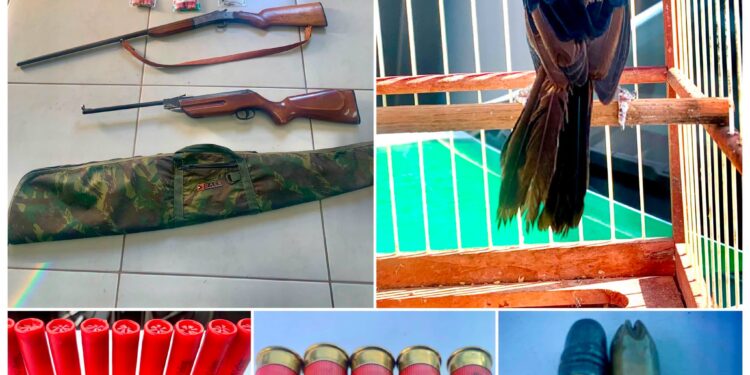 Operação da PM de Meio Ambiente apreende armas e resgata ave silvestre em Campos Gerais