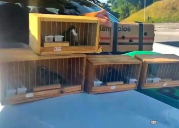 PRF resgata cinco aves silvestres transportadas em condições precárias na Fernão Dias