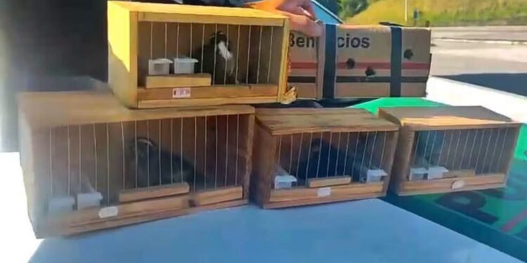 PRF resgata cinco aves silvestres transportadas em condições precárias na Fernão Dias