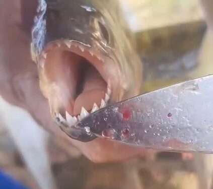 VÍDEO | Depois da carpa gigante e do camarão-pitu, pescador de Carmo captura piranha no Lago de Furnas