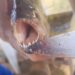 VÍDEO | Depois da carpa gigante e do camarão-pitu, pescador de Carmo captura piranha no Lago de Furnas