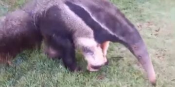 VÍDEO | Tamanduá-bandeira é resgatado em Juruaia e encaminhado para reabilitação ambiental