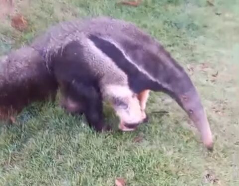 VÍDEO | Tamanduá-bandeira é resgatado em Juruaia e encaminhado para reabilitação ambiental