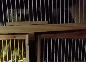 Doze aves silvestres são resgatadas em situação de maus-tratos durante fiscalização no Sul de Minas