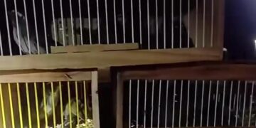 Doze aves silvestres são resgatadas em situação de maus-tratos durante fiscalização no Sul de Minas