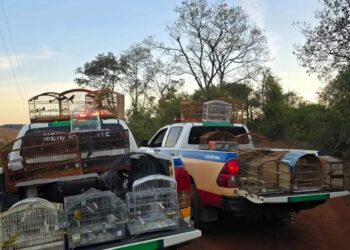 Pintassilgo-Tarim, espécie originária da Venezuela, é encontrado em cativeiro ilegal em Carmo do Rio Claro