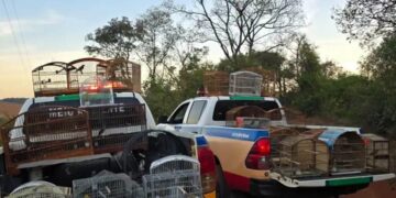 Pintassilgo-Tarim, espécie originária da Venezuela, é encontrado em cativeiro ilegal em Carmo do Rio Claro