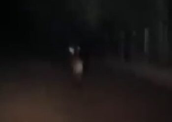VÍDEO: Lobo-guará é flagrado por motorista em estrada entre Carmo do Rio Claro e Itaci
