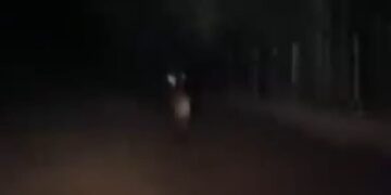 VÍDEO: Lobo-guará é flagrado por motorista em estrada entre Carmo do Rio Claro e Itaci