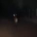 VÍDEO: Lobo-guará é flagrado por motorista em estrada entre Carmo do Rio Claro e Itaci