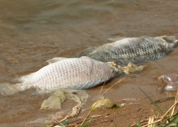 Dezenas de peixes são encontrados mortos e moradores denunciam possível despejo de esgoto no Lago de Furnas